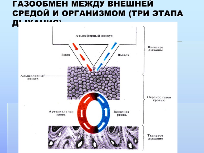 ГАЗООБМЕН МЕЖДУ ВНЕШНЕЙ СРЕДОЙ И ОРГАНИЗМОМ (ТРИ ЭТАПА ДЫХАНИЯ)